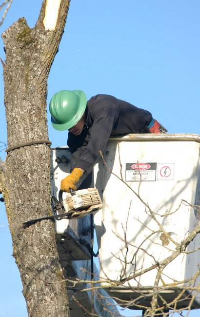 Expert tree man cutting a tall tree in Leesburg, VA.