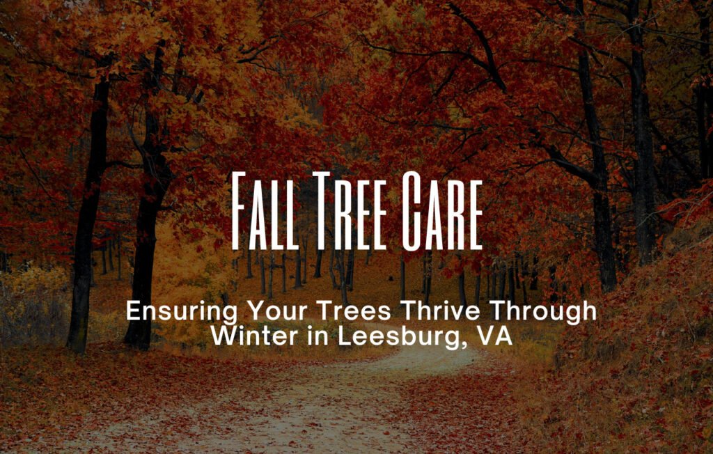 Featured image for Fall Tree Care blog post, showing a beautiful autumn background with colorful leaves and the title text overlayed, by Leesburg Tree Service.