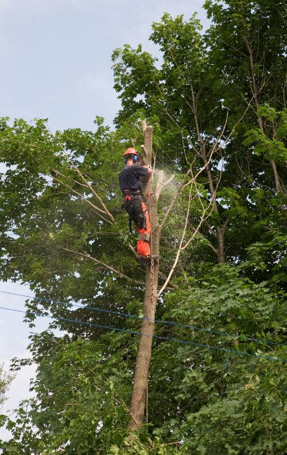 Skilled arborist from Leesburg Tree Service meticulously trimming a tree in Leesburg, VA, to promote healthy growth and enhance the tree's shape and appearance.