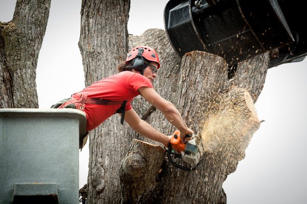 Tree removal expert in Leesburg, VA, utilizing advanced equipment to safely and efficiently remove a large tree, showcasing Leesburg Tree Service's commitment to excellence and safety.