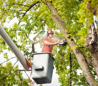 Tree service in Leesburg, VA removing a large tree.