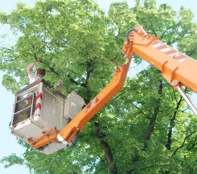 Tree service in Leesburg, VA trimming a large tree. The tree worker can be seen up high in a crane.