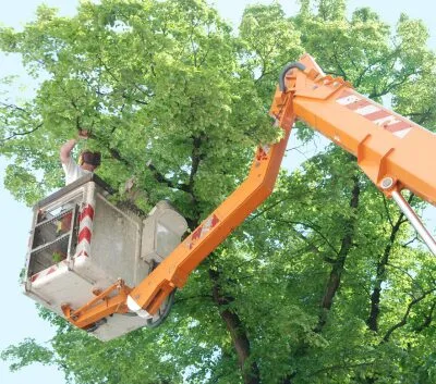 Tree service in Leesburg, VA trimming a large tree. The tree worker can be seen up high in a crane.
