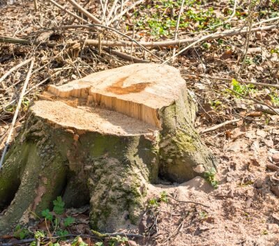 Stump removal in Leesburg, VA: an image of a tree stump before it is removed.